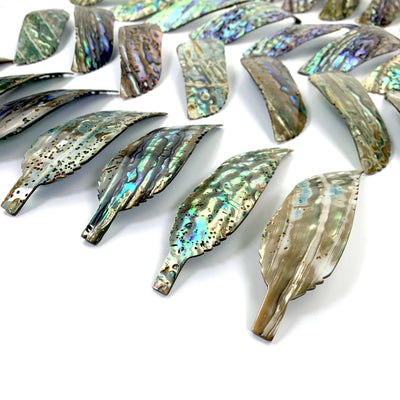 A close up of multiple Abalone - Cut Feather Shape displaying the back side from an angle.