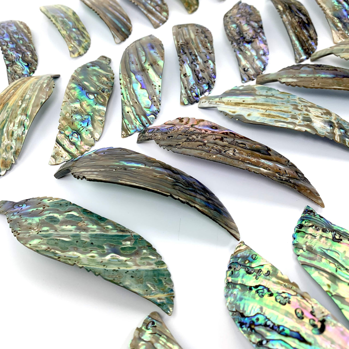 A close up of multiple Abalone - Cut Feather Shape displaying the back side.