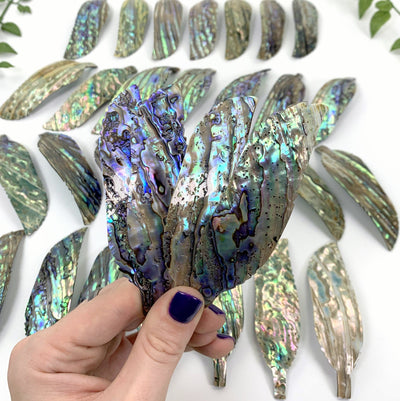 4 Abalone - Cut Feather Shape in hand displaying the back of the item. Multiple abalone cut feather shape displayed in the background.