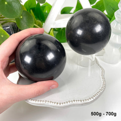 two 500g - 700g black tourmaline polished spheres on display in front of backdrop for possible variations with one in hand for size reference