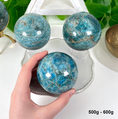 three 500g - 600g blue apatite polished spheres on display in front of backdrop for possible variations with one in hand for size reference