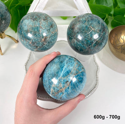 three 600g - 700g blue apatite polished spheres on display in front of backdrop for possible variations with one in hand for size reference