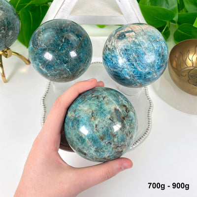 three 700g - 900g blue apatite polished spheres on display in front of backdrop for possible variations with one in hand for size reference