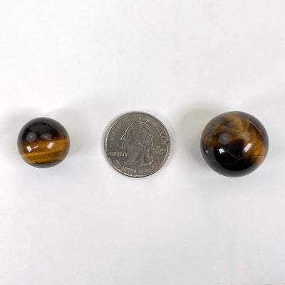 two tigers eye spheres on white background with quarter for size reference