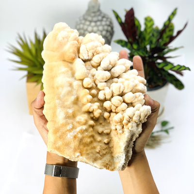 Two hands Holding up the Calcite Stalactite 