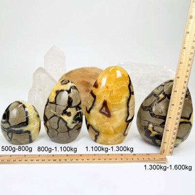 polished cut base septarian displayed next to a ruler for size reference 