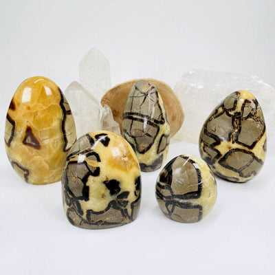 multiple septarian cut base stones displayed to show the differences in the sizes and color patterns 