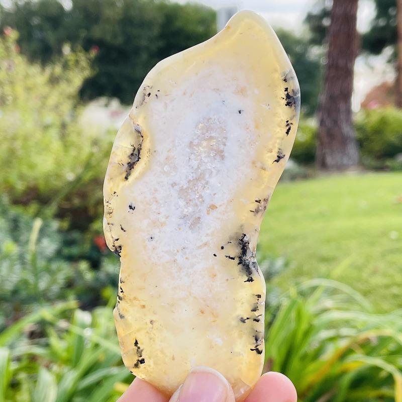Close Up of Dendritic Opal Slab Semi-Polished in Fingers on Garden Background.