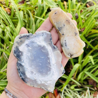 2 Dendritic Opal Slabs in Hand on Garden Background.