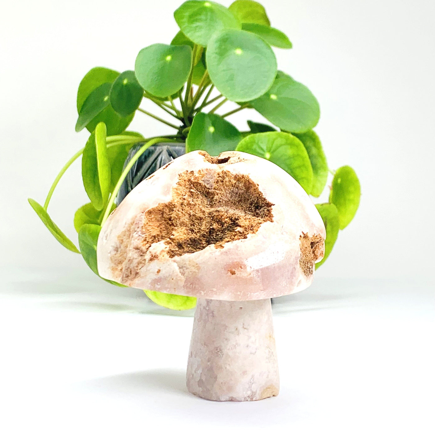 Frontside of the Pink Amethyst Mushroom