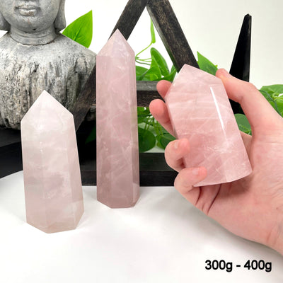 two 300g - 400g rose quartz polished points in front of backdrop for possible variations with one other in hand for size reference