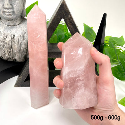 one 500g - 600g rose quartz polished points in front of backdrop for possible variations with one other in hand for size reference