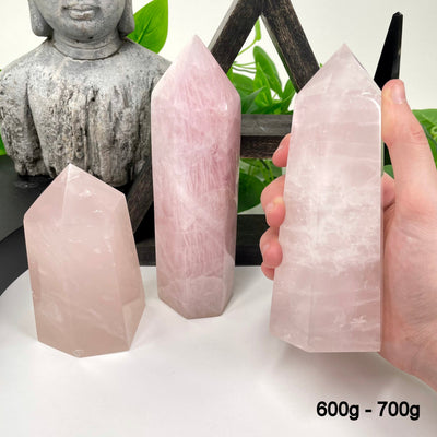 two 600g - 700g rose quartz polished points in front of backdrop for possible variations with one other in hand for size reference