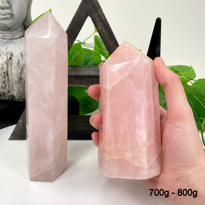 one 700g - 800g rose quartz polished points in front of backdrop for possible variations with one other in hand for size reference