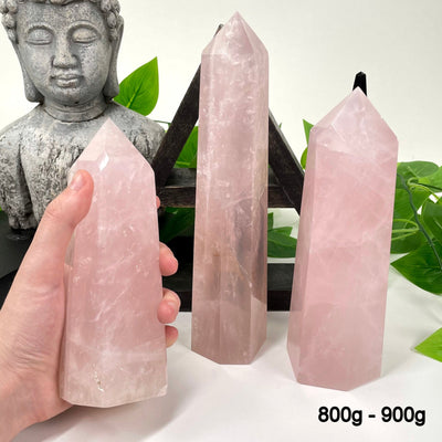 800g - 900g rose quartz polished points in front of backdrop for possible variations with one other in hand for size reference