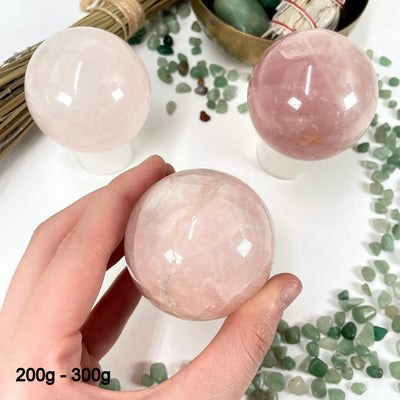 three 200g - 300g rose quartz polished spheres on display for possible variations with one of them in hand for size reference