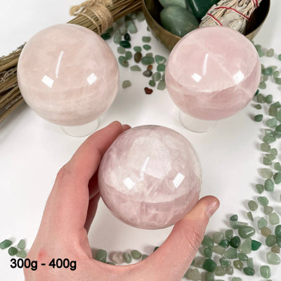 three 300g - 400g rose quartz polished spheres on display for possible variations with one of them in hand for size reference
