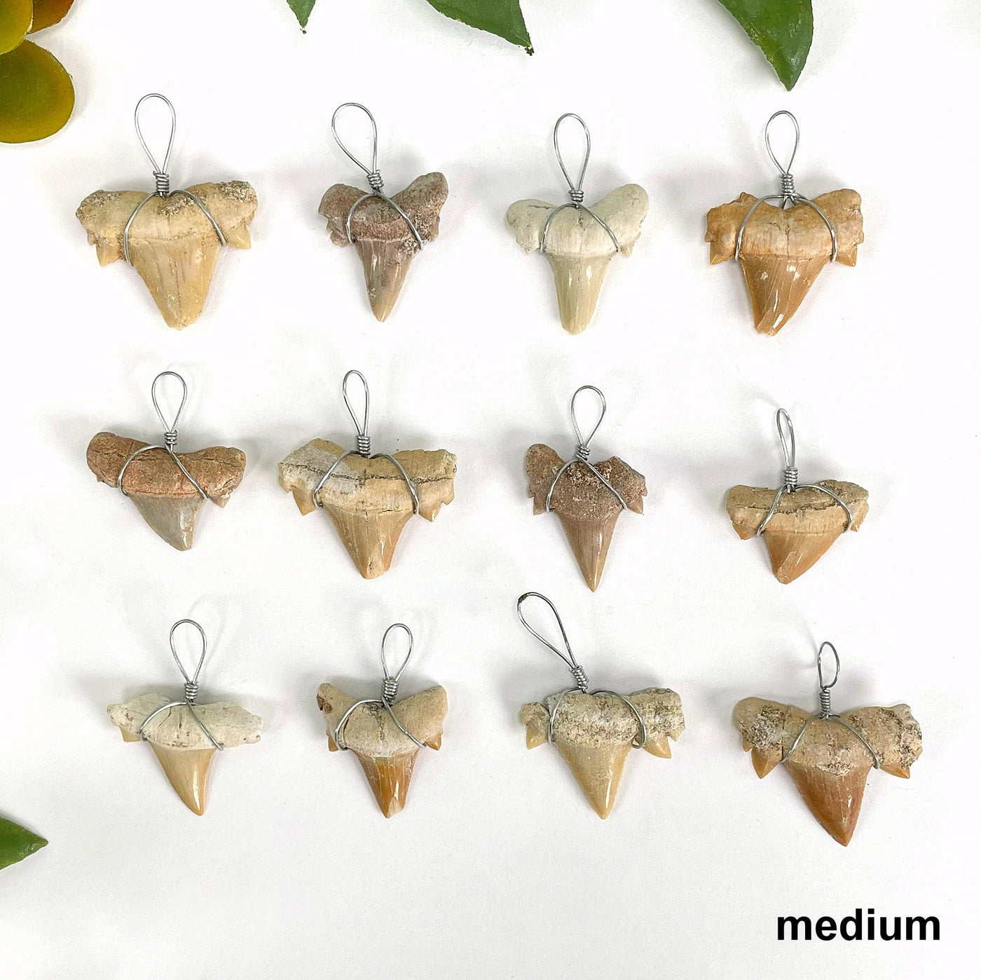 overhead view of many medium shark tooth wire wrapped pendants on white background for possible variations