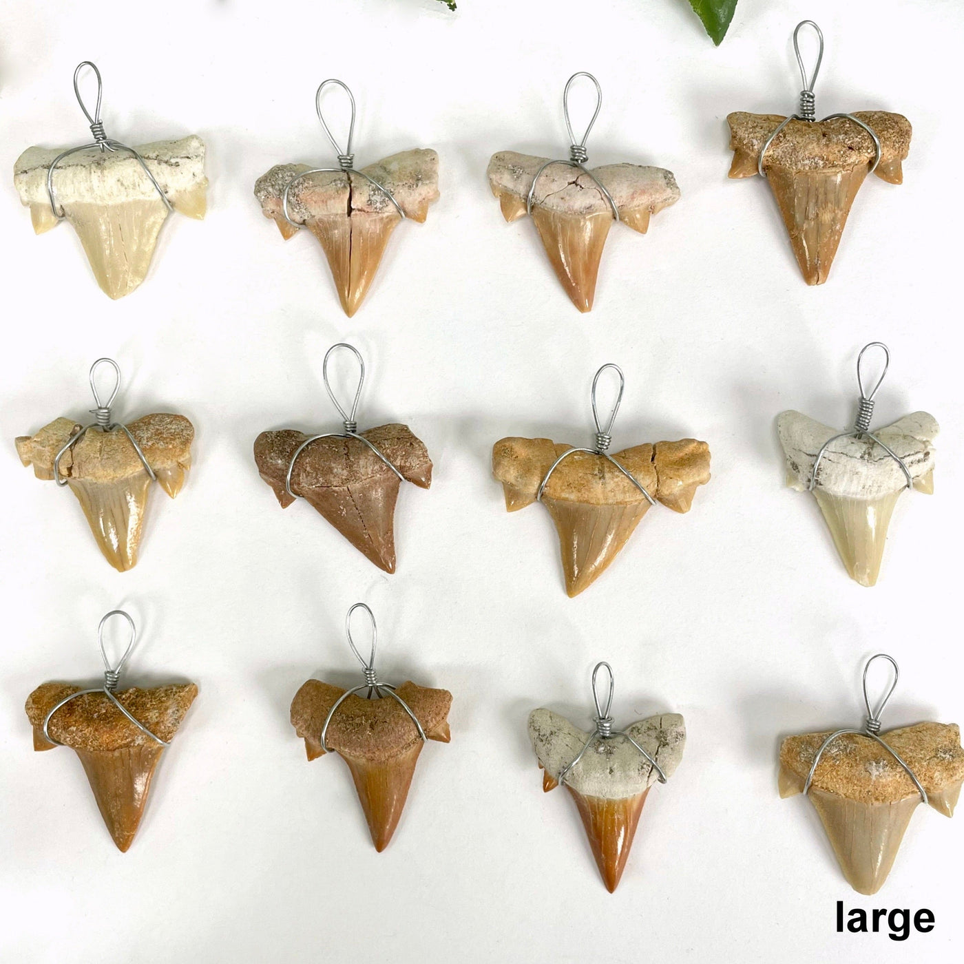 overhead view of many large shark tooth wire wrapped pendants on white background for possible variations