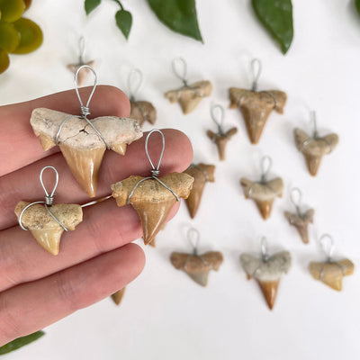three different shark tooth wire wrapped pendant sizes in hand for size comparison with many others in the background