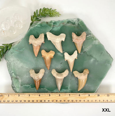 many XXL fossilized shark teeth on display with ruler for size reference and possible variations