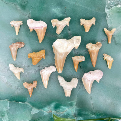 overhead view of many damaged fossilized shark teeth for possible variations