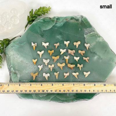many small fossilized shark teeth on display with ruler for size reference and possible variations