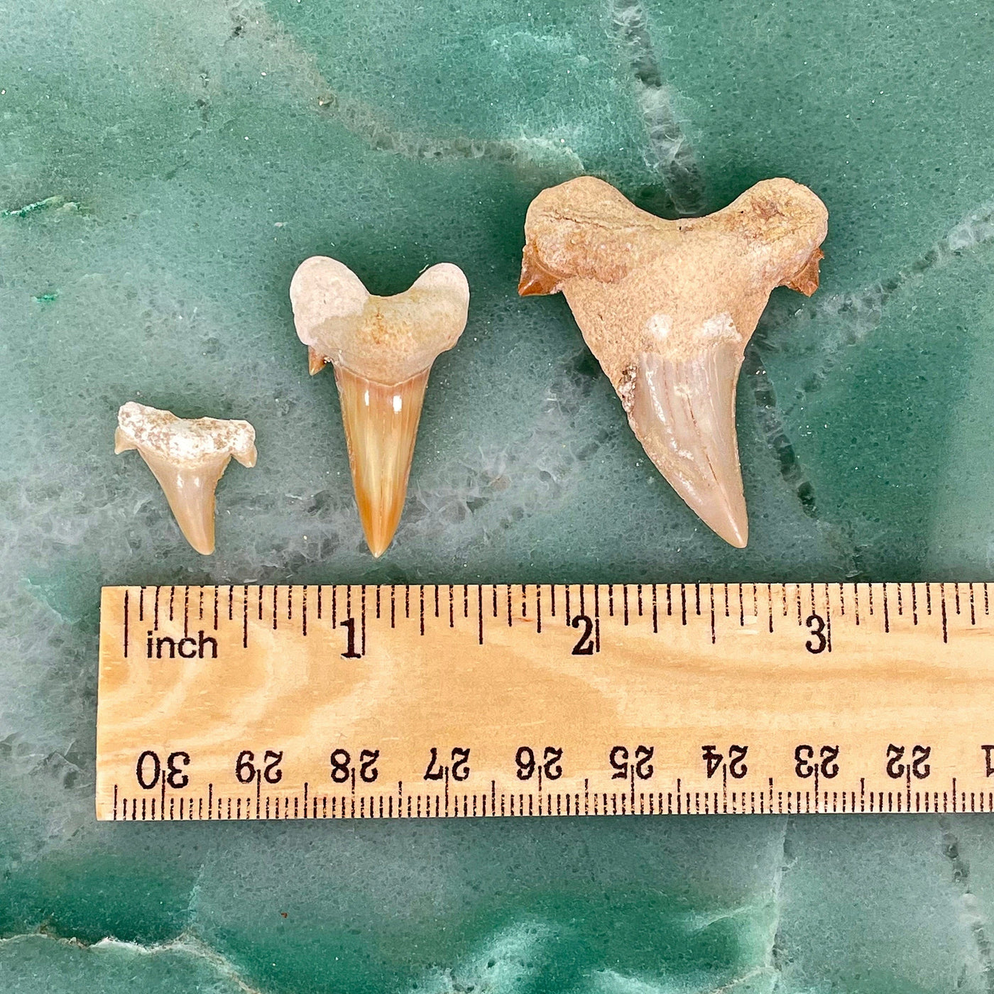 one of each fossilized shark tooth size on display with ruler for size comparison