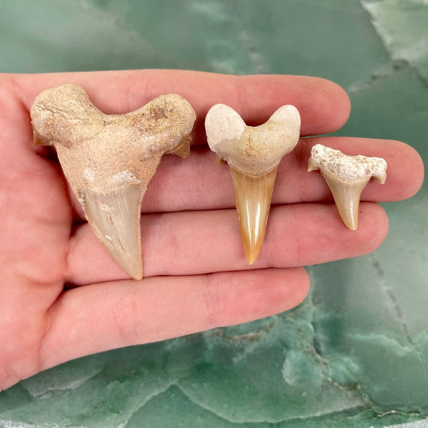 one of each fossilized shark tooth sizes in hand for size comparison