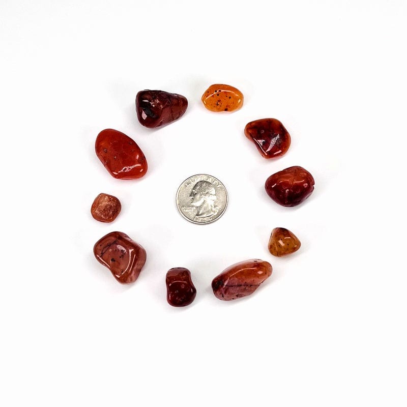 Assorted carnelian stones around a quarter on a white background showing they vary a lot in size some are bigger than the quarter some are smaller.