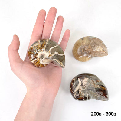 200g - 300g nautilus fossils in hand and laying flat for size reference