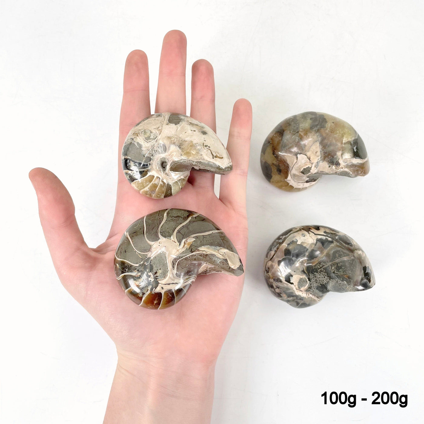 100g - 200g nautilus fossils in hand and laying flat for size reference 