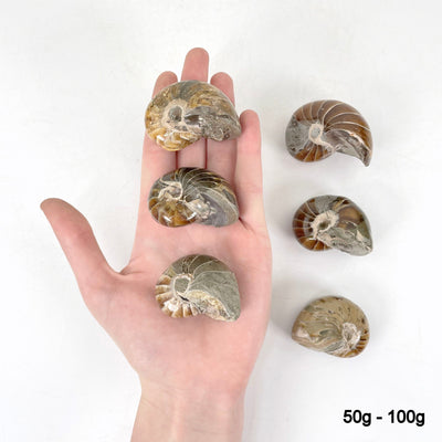 50g - 100g nautilus fossils in hand and laying flat for size reference
