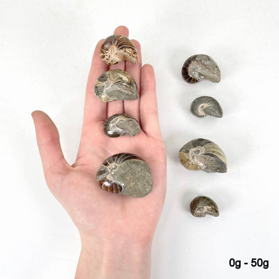 0g - 50g nautilus fossils in hand and laying flat for size reference