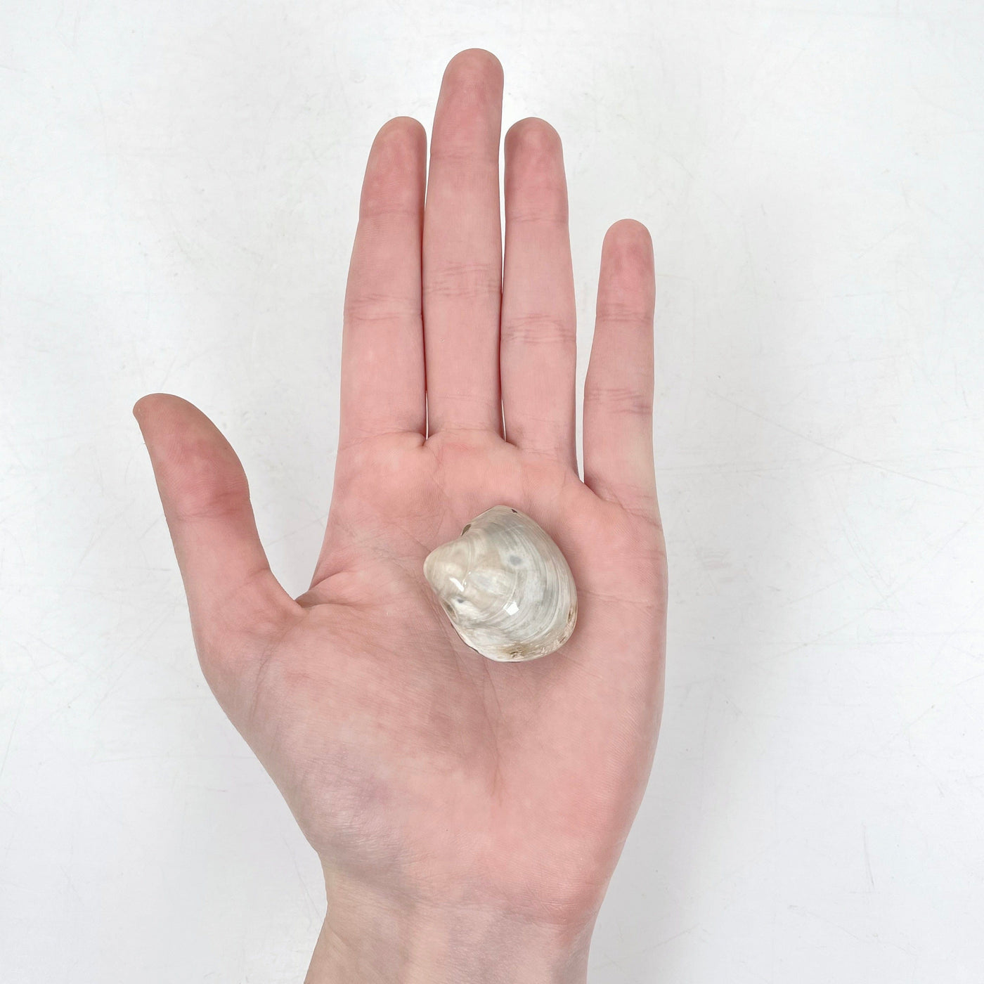 fossilized dosinia shell in hand for size reference