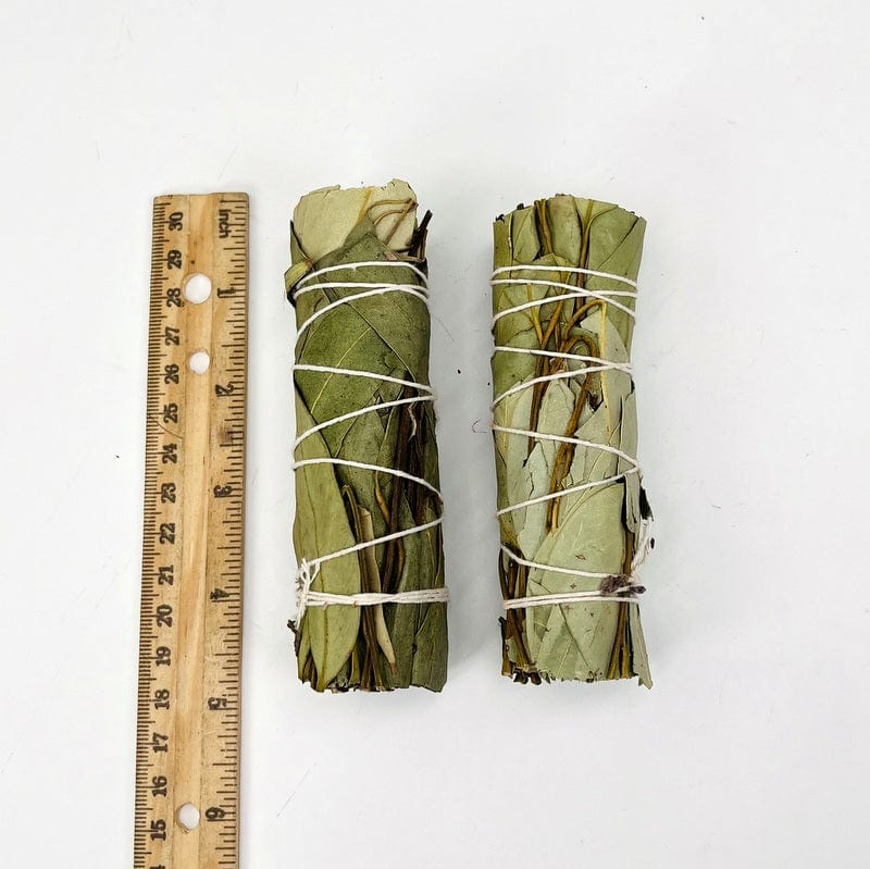 eucalyptus bundles next to a ruler for size reference 
