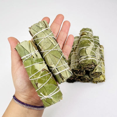 eucalyptus bundles in hand for size reference 