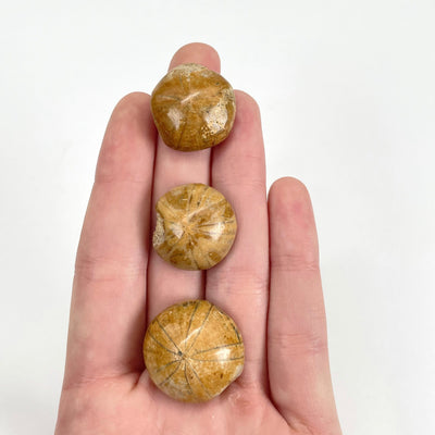 all three fossilized polished sand dollars in hand for size reference