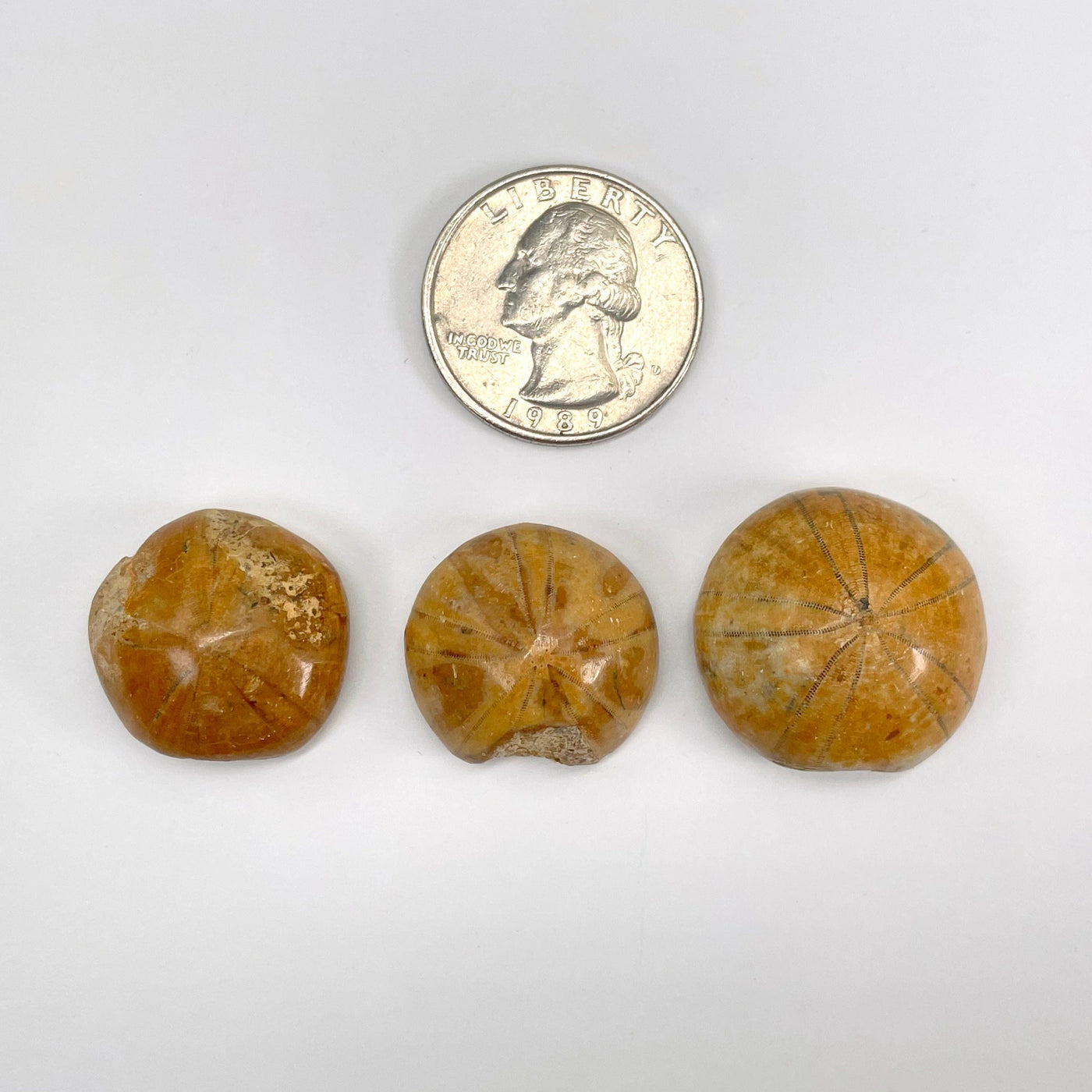 overhead view of all three fossilized polished sand dollars with quarter for size reference