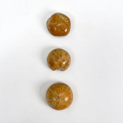 overhead view of all three fossilized polished sand dollars on white background for details