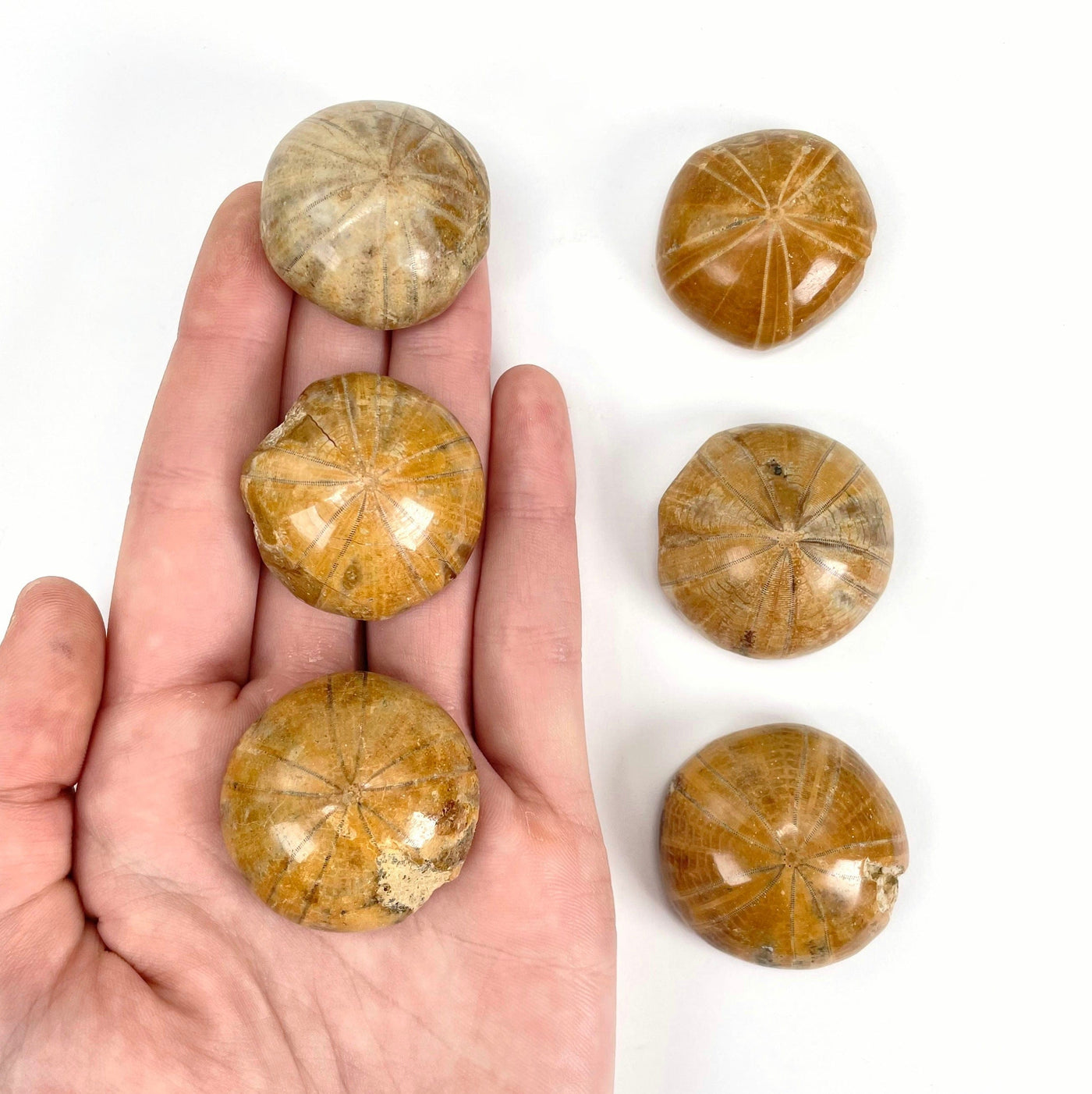 three fossilized polished sand dollars in hand with three others on white background