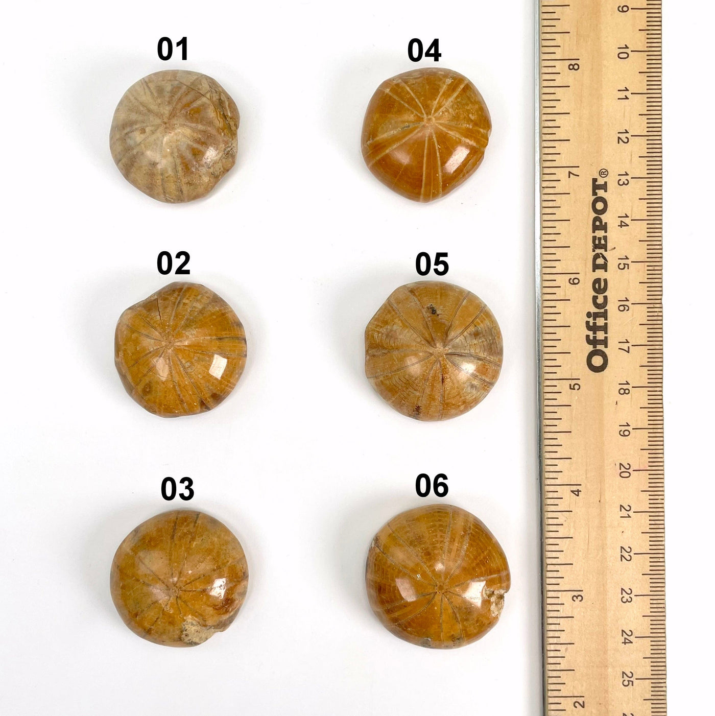 all six fossilized polished sand dollar options on white background with ruler for size reference
