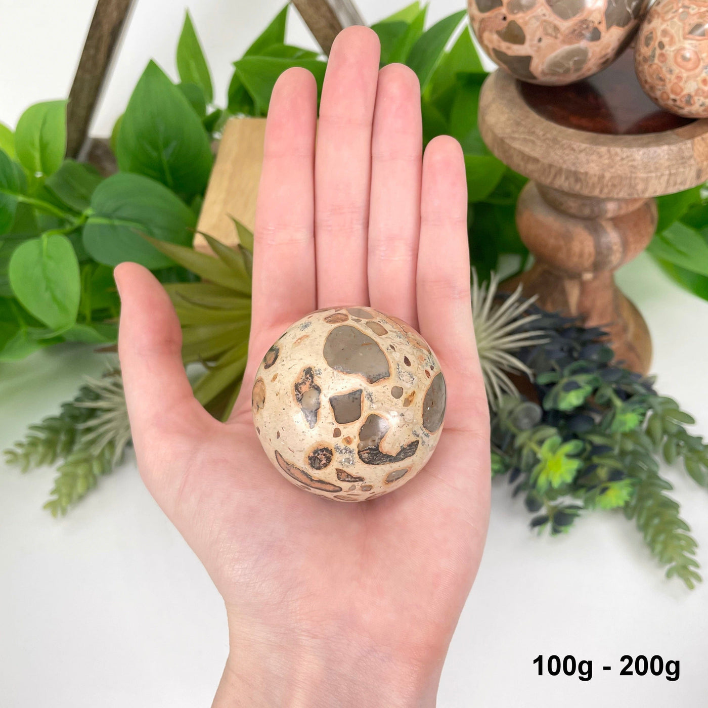 one 100g-200g leopard skin rhyolite sphere in hand in front of backdrop for size reference