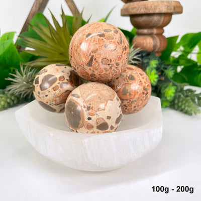 four 100g - 200g leopard skin rhyolite spheres in bowl in front of backdrop for possible variations