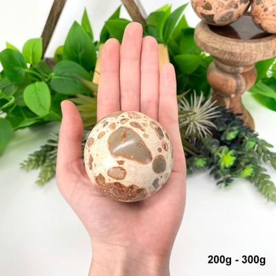 one 200g - 300g leopard skin rhyolite sphere in hand in front of backdrop for size reference