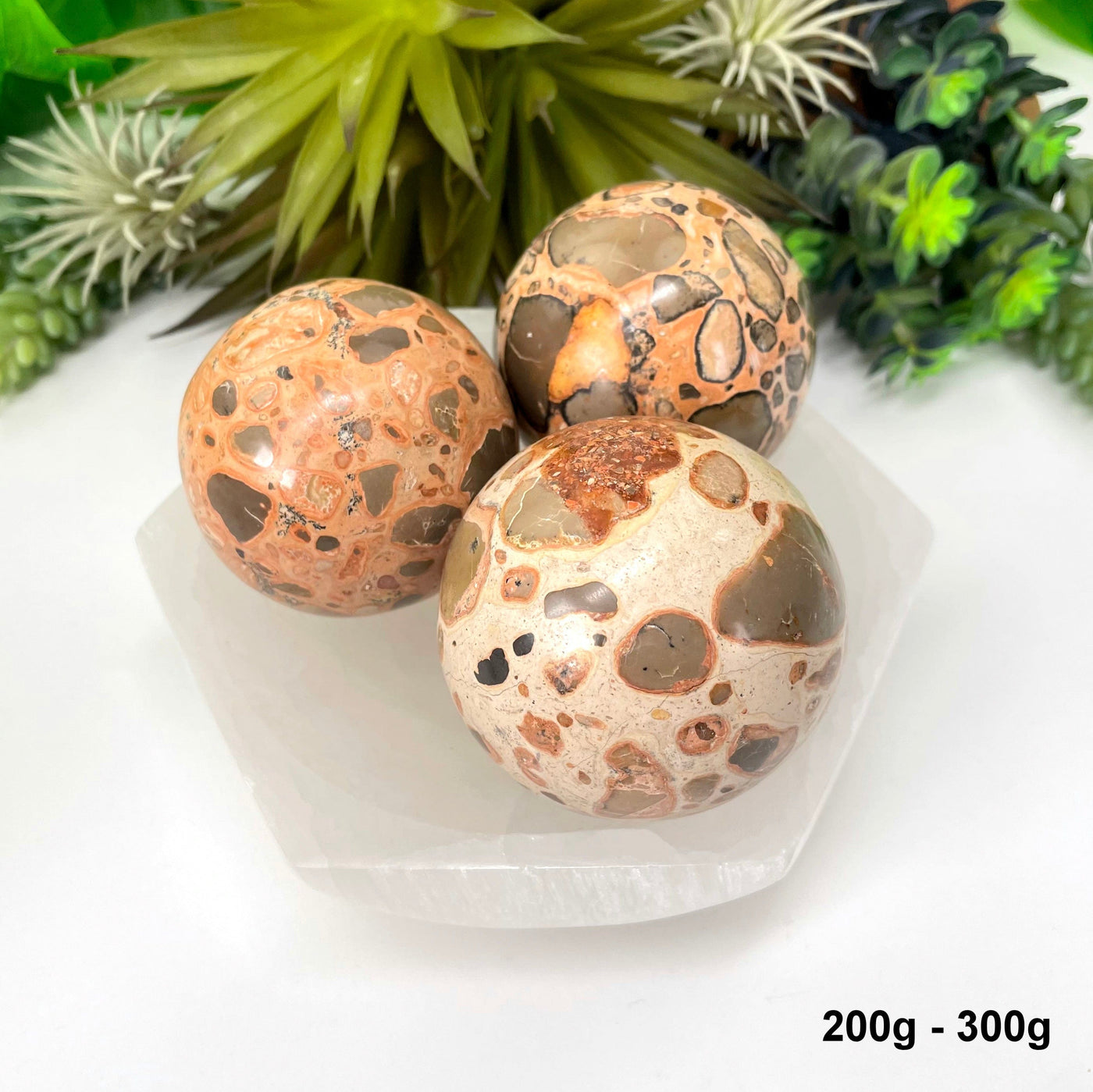 three 200g - 300g leopard skin rhyolite spheres in bowl in front of backdrop for possible variations