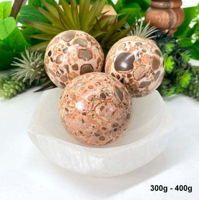 three 300g - 400g leopard skin rhyolite spheres in bowl in front of backdrop for possible variations