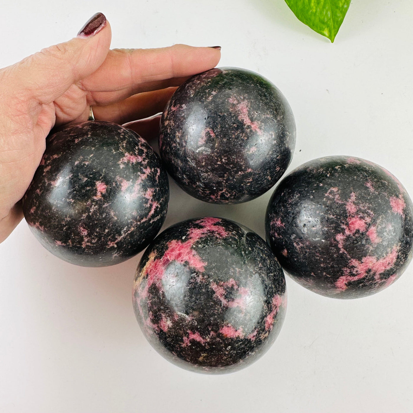 Rhodonite Spheres Bulk Lot of 4 with a hand for size reference