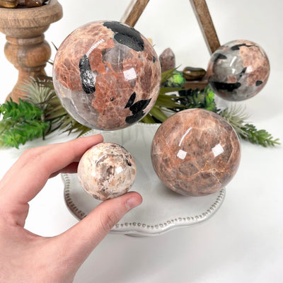 three different black tourmaline with feldspar polished sphere weights on display in front of backdrop with one in hand for size reference