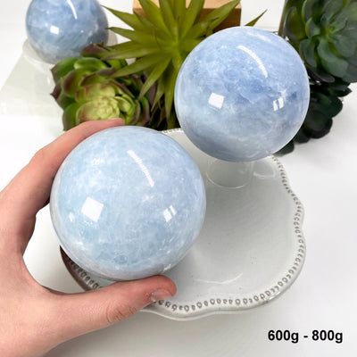 two 600g - 800g blue calcite spheres on display for possible variations with one in hand for size reference